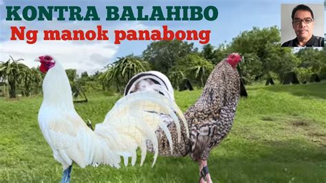 manok na baliktad ang balahibo|Paano magtangal ng balahibo ng manok at mabilis na .